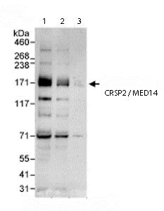 Western blot - Anti-CRSP2 / MED14 antibody (AB72141)
