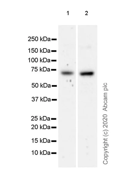 Western blot - Anti-CRTAM antibody [EPR23786-12] (AB272723)