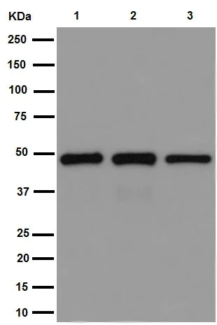Western blot - Anti-CRTAP/CASP antibody [EPR15121] - N-terminal (AB192261)