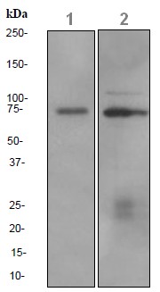 Western blot - Anti-CRTC3 antibody [EPR3440] (ab91654), expandable thumbnail