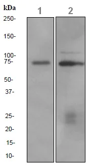 Western blot - Anti-CRTC3 antibody [EPR3440] (AB91654)