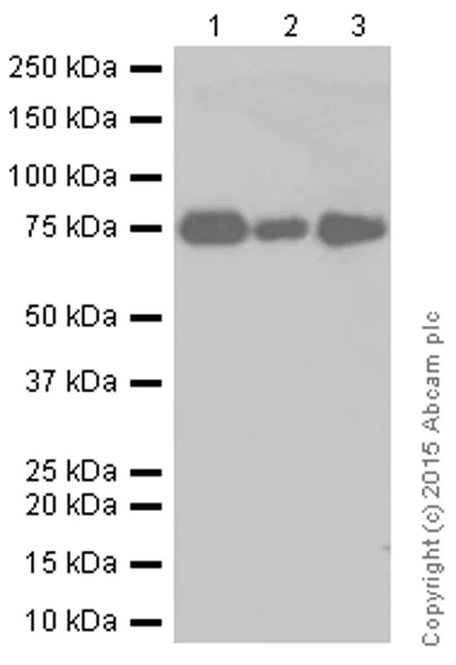 Western blot - Anti-CRTC3 antibody [EPR3440] (AB91654)