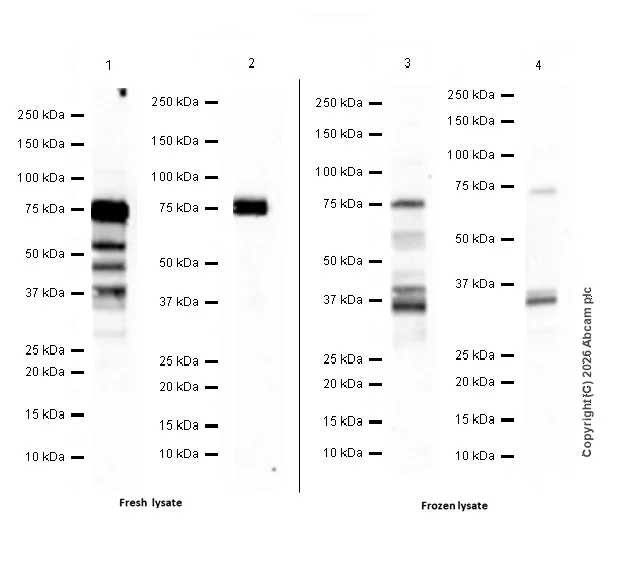 Western blot - Anti-CRTC3 antibody [EPR3440] (AB91654)