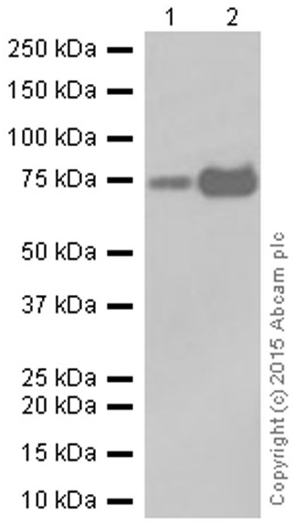 Western blot - Anti-CRTC3 antibody [EPR3440] (AB91654), expandable thumbnail