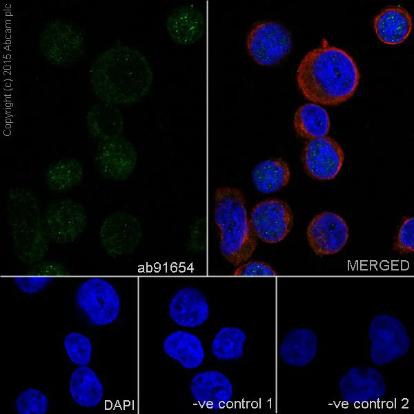 Immunocytochemistry/ Immunofluorescence - Anti-CRTC3 antibody [EPR3440] - BSA and Azide free (AB220809)