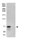 Immunoprecipitation - Anti-CRY2 antibody (AB93802)