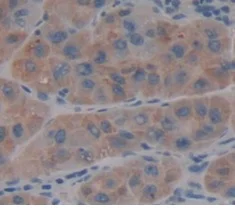 Immunohistochemistry (Formalin/PFA-fixed paraffin-embedded sections) - Anti-CRYL1 antibody (AB231257)