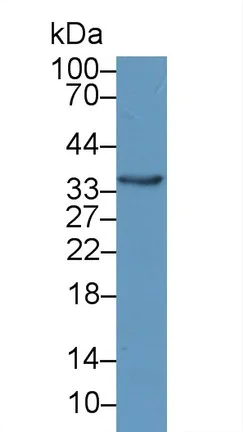 Western blot - Anti-CRYL1 antibody (AB231257)