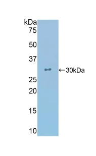 Western blot - Anti-CRYL1 antibody (AB231257)