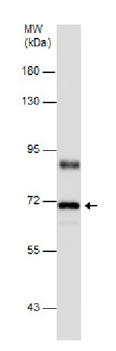 Western blot - Anti-Cryptochrome I/CRY1 antibody (AB229631)