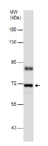 Western blot - Anti-Cryptochrome I/CRY1 antibody (AB229631)