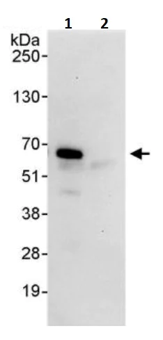 Immunoprecipitation - Anti-Cryptochrome I/CRY1 antibody (AB245564)