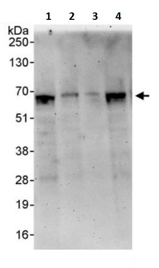 Western blot - Anti-Cryptochrome I/CRY1 antibody (AB245564)