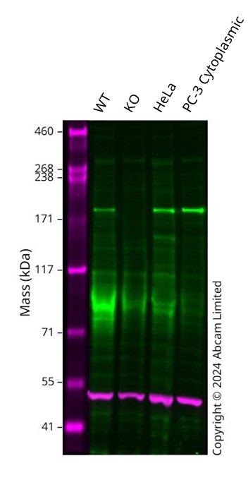 Western blot - Anti-CSB antibody [EPR27019-44] - BSA and Azide free (AB316745), expandable thumbnail