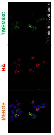 Immunocytochemistry/ Immunofluorescence - Anti-CSC1 antibody [EPR19814] - BSA and Azide free (AB251395), expandable thumbnail