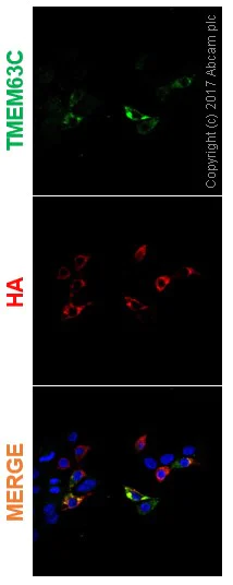 Immunocytochemistry/ Immunofluorescence - Anti-CSC1 antibody [EPR19814] - BSA and Azide free (AB251395)