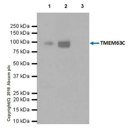 Immunoprecipitation - Anti-CSC1 antibody [EPR19814] - BSA and Azide free (AB251395)