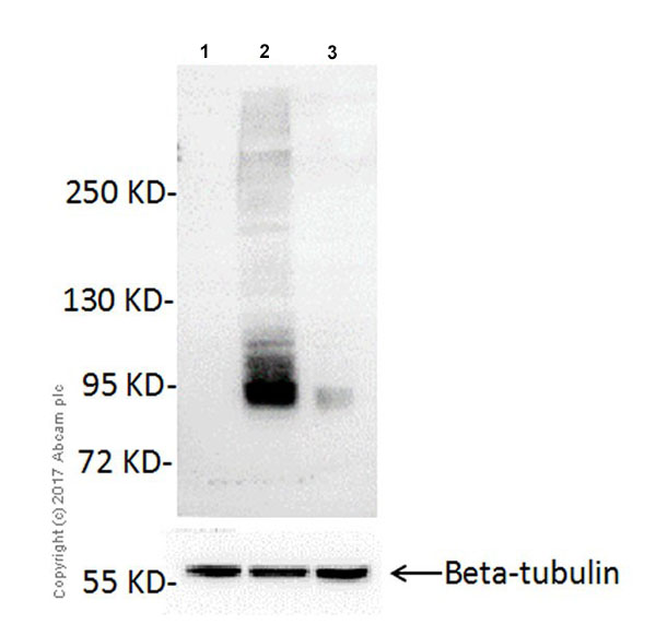 Western blot - Anti-CSC1 antibody [EPR19814] - BSA and Azide free (AB251395), expandable thumbnail