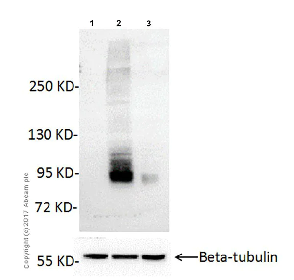 Western blot - Anti-CSC1 antibody [EPR19814] - BSA and Azide free (AB251395)