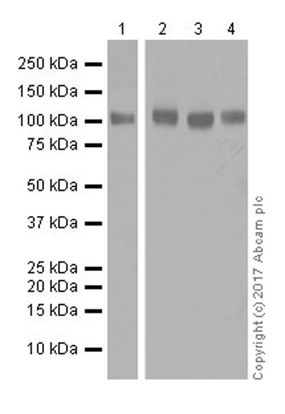 Western blot - Anti-CSC1 antibody [EPR19814] - BSA and Azide free (AB251395), expandable thumbnail