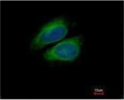 Immunocytochemistry/ Immunofluorescence - Anti-CSDE1/NRU antibody (AB96124)