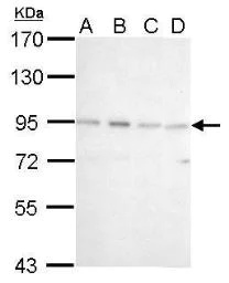 Western blot - Anti-CSDE1/NRU antibody (AB96124)