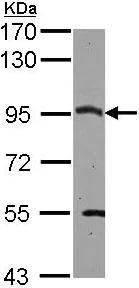 Western blot - Anti-CSDE1/NRU antibody (AB96124)