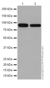 Western blot - Anti-CSDE1/NRU antibody [EPR17413] - BSA and Azide free (AB251319)