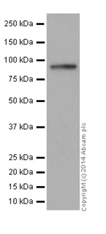 Western blot - Anti-CSDE1/NRU antibody [EPR17413] - BSA and Azide free (AB251319)