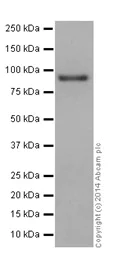 Western blot - Anti-CSDE1/NRU antibody [EPR17413] - BSA and Azide free (AB251319)