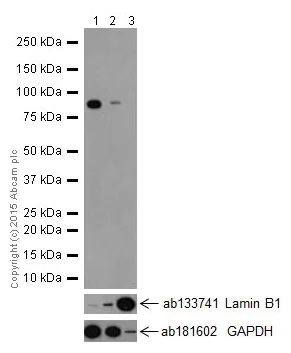 Western blot - Anti-CSDE1/NRU antibody [EPR17413] - BSA and Azide free (AB251319)