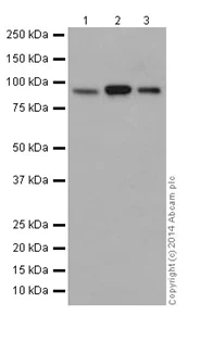 Western blot - Anti-CSDE1/NRU antibody [EPR17413] - BSA and Azide free (AB251319)