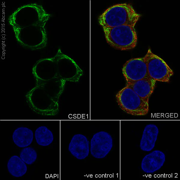 Immunocytochemistry/ Immunofluorescence - Anti-CSDE1/NRU antibody [EPR17414] (AB201688)