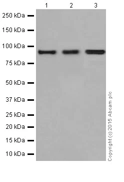 Western blot - Anti-CSDE1/NRU antibody [EPR17414] (AB201688)