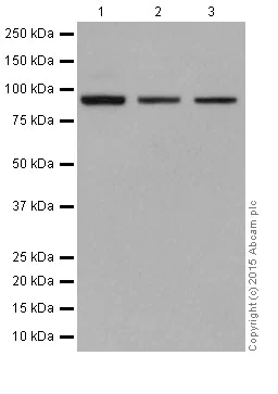 Western blot - Anti-CSDE1/NRU antibody [EPR17414] (AB201688)