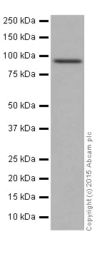 Western blot - Anti-CSDE1/NRU antibody [EPR17414] (AB201688)