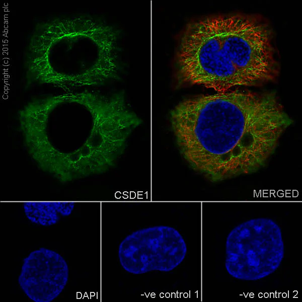 Immunocytochemistry/ Immunofluorescence - Anti-CSDE1/NRU antibody [EPR17414] - BSA and Azide free (AB236149)