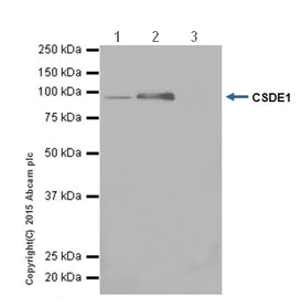Immunoprecipitation - Anti-CSDE1/NRU antibody [EPR17414] - BSA and Azide free (AB236149)