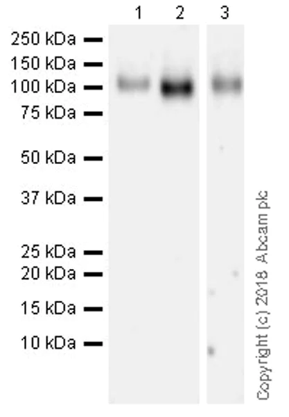 Western blot - Anti-CSF-1-R antibody [EPR20634] (AB239079)