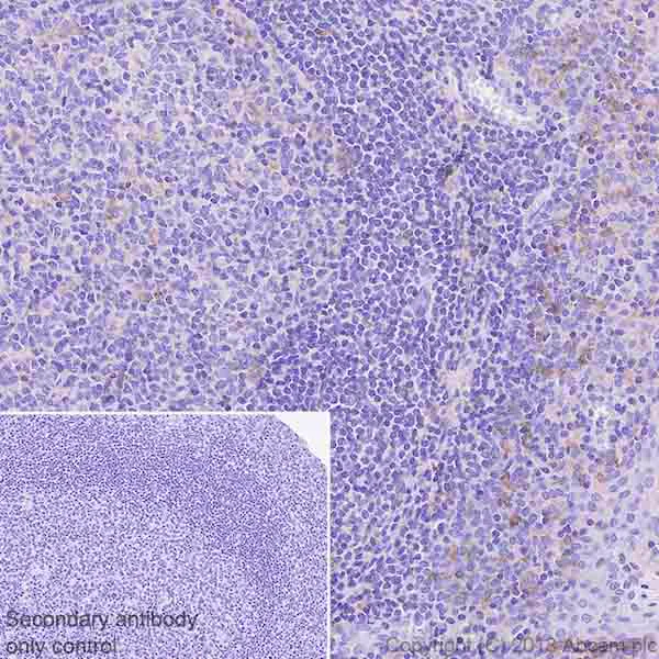 Immunohistochemistry (Formalin/PFA-fixed paraffin-embedded sections) - Anti-CSF-1-R antibody [EPR20634] - BSA and Azide free (AB239757)