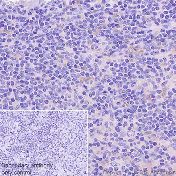 Immunohistochemistry (Formalin/PFA-fixed paraffin-embedded sections) - Anti-CSF-1-R antibody [EPR20634] - BSA and Azide free (AB239757)