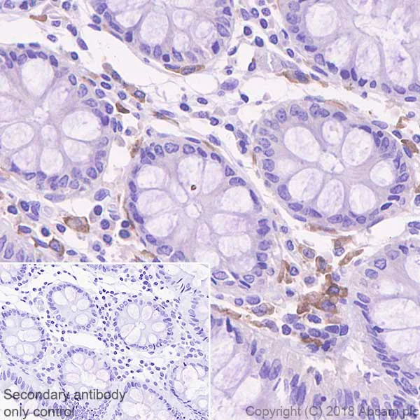 Immunohistochemistry (Formalin/PFA-fixed paraffin-embedded sections) - Anti-CSF-1-R antibody [EPR20634] - BSA and Azide free (AB239757)