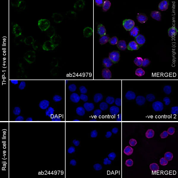 Immunocytochemistry/ Immunofluorescence - Anti-CSF-1-R antibody [EPR20754-103] - BSA and Azide free (Detector) (AB244979)