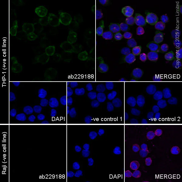 Immunocytochemistry/ Immunofluorescence - Anti-CSF-1-R antibody [EPR20754] - BSA and Azide free (AB231074)