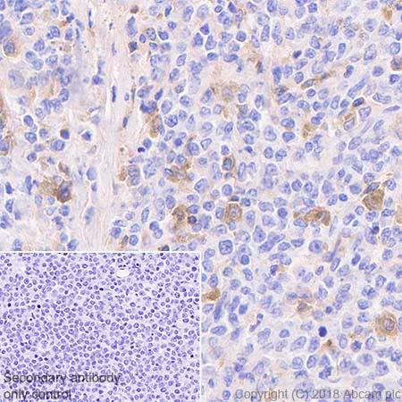 Immunohistochemistry (Formalin/PFA-fixed paraffin-embedded sections) - Anti-CSF-1-R antibody [EPR20754] - BSA and Azide free (AB231074)