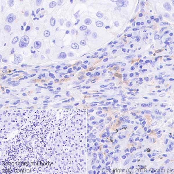 Immunohistochemistry (Formalin/PFA-fixed paraffin-embedded sections) - Anti-CSF-1-R antibody [EPR20754] - BSA and Azide free (AB231074)