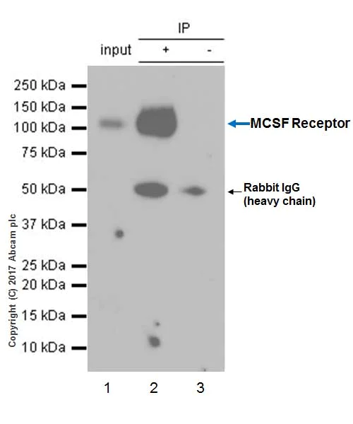 Immunoprecipitation - Anti-CSF-1-R antibody [EPR20754] - BSA and Azide free (AB231074)