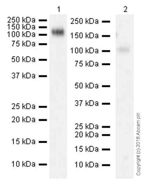 Western blot - Anti-CSF-1-R antibody [EPR20754] - BSA and Azide free (AB231074)