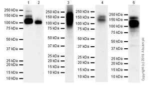 Western blot - Anti-CSF-1-R antibody [EPR21885-161] - BSA and Azide free (AB234525)