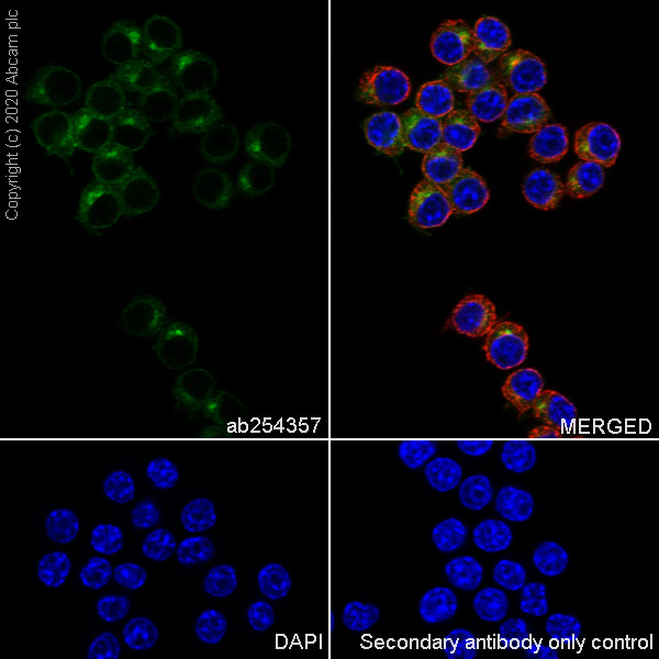 Immunocytochemistry/ Immunofluorescence - Anti-CSF-1-R antibody [EPR23529-26] (AB254357), expandable thumbnail